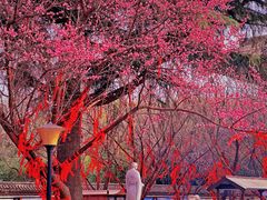 -西安青龙寺遗址景区