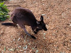 -威勒比开放式动物园