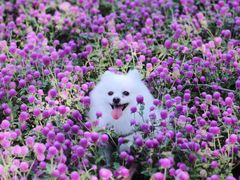 -黄山鲁森林公园