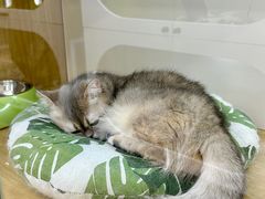 -青奢宠物·青奢猫舍