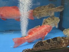-盒马X会员店(王府井奥莱UP TOWN店)