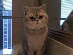 -佳雯宠物医院(四明中路分院)