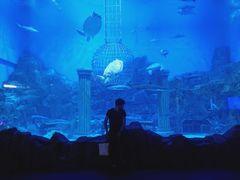 -芜湖新华联大白鲸海洋公园