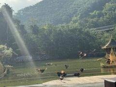 -西双版纳原始森林公园