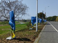 -西京湾花海