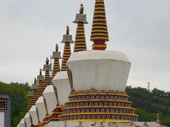 -塔尔寺-菩提树
