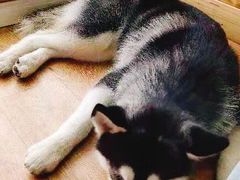 -Husky Go! 哈士奇体验馆·宠物咖啡厅狗咖