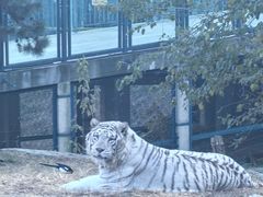 -大连森林动物园