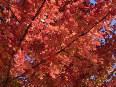 -北京西山国家森林公园