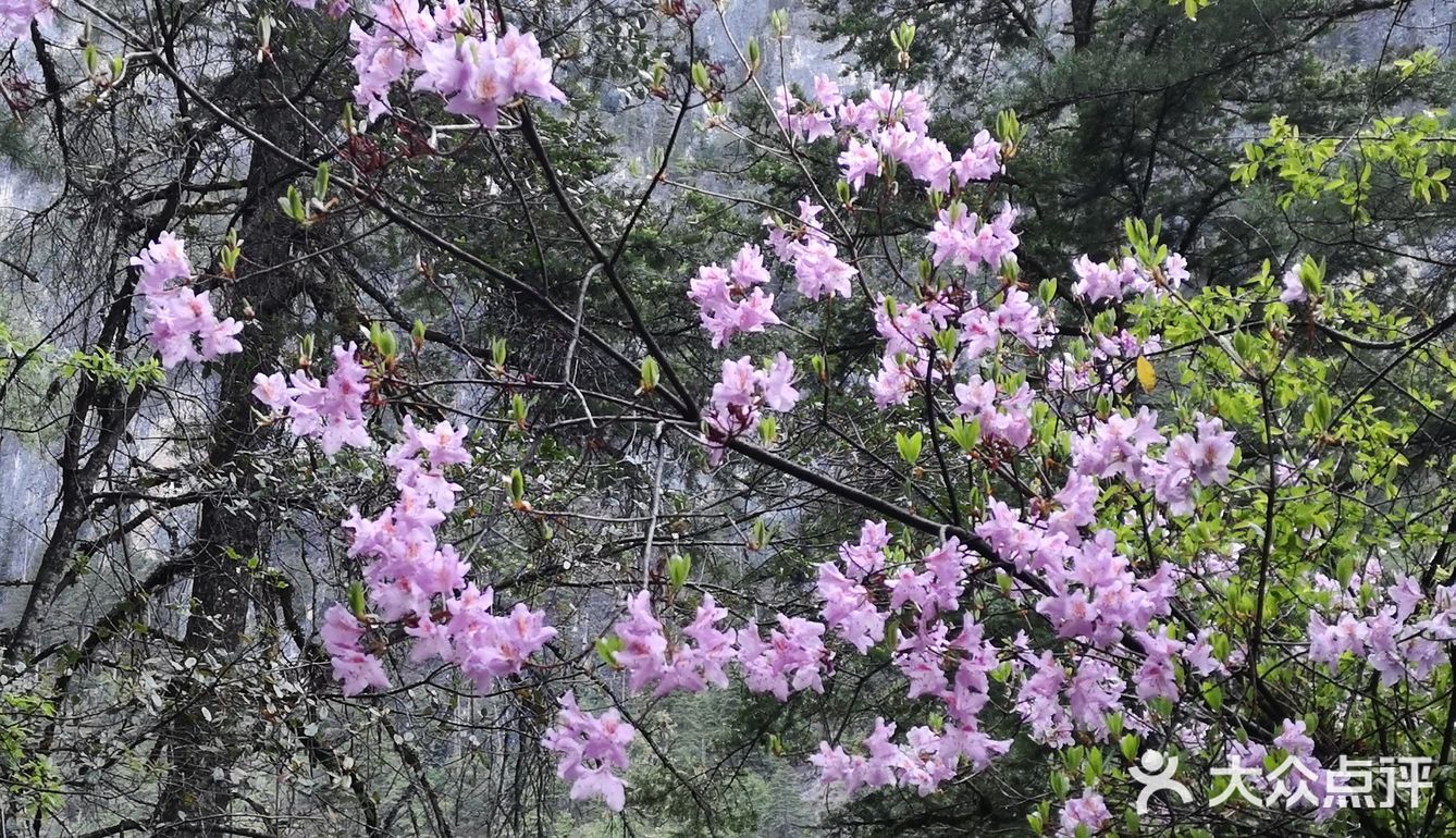 巴拉格宗漫山遍野的杜鹃花太美啦！
