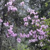 巴拉格宗漫山遍野的杜鹃花太美啦！