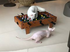 -飞行喵MR PILOT|猫舍·猫咖(静安大融城店)