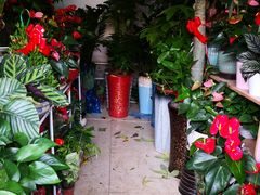 -曲阳花鸟市场(曲阳路店)