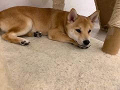 -浣熊柯尔鸭土拨鼠·电玩咖
