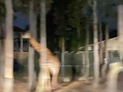 -清迈夜间动物园