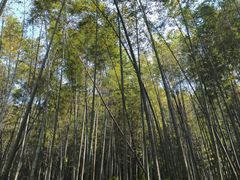 -西湖风景区十里琅珰-五云山