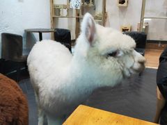 -猫色咖啡·猫咖