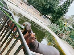-东莞香市动物园