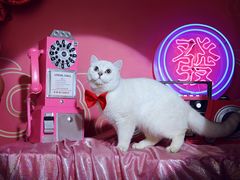 -超宠爱宠物摄影-Super pet