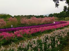 -天适樱花悠乐园