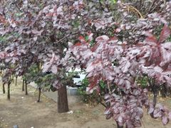 -卫鼎轩·曹公馆(鼓楼店)