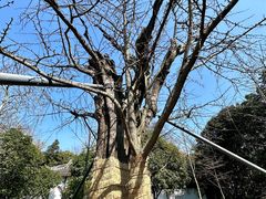 -上海佘山国家森林公园天马山园