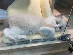 -BABIT巴比特宠物(MOMOPARK店)