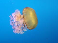 -太平洋海底世界