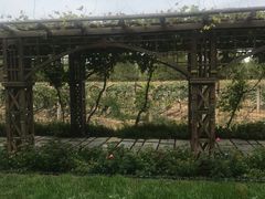 -北京张裕爱斐堡酒庄