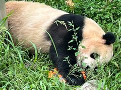 -卧龙中华大熊猫苑神树坪基地
