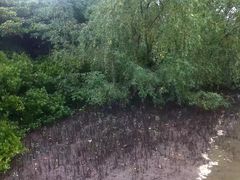 -东寨港红树林旅游区