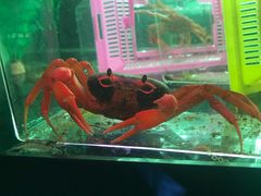 -中环花鸟鱼虫市场