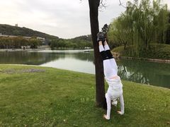 -上海佘山世茂艾美酒店