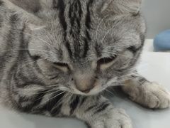 -糯米喵星人·撸猫猫舍咖啡馆(西市场嘉华店)