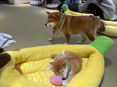 -逗柴咖啡屋·狗咖猫咖宠物桌游