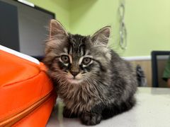 -瑞鹏宠物医院犬猫全科(真大分院)
