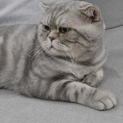 点击看大图 -AC TATTOO 纹身