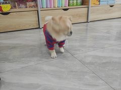 -宠颐生宠物医院·综合诊疗(先锋分院)