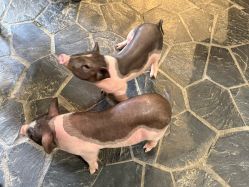 -Zoolung Zoolung动物主题公园(海信广场店)