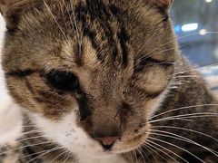 -御宝贝·A梦猫科宠物医院(国际猫友好医院)