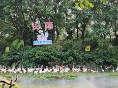 -广州长隆飞鸟乐园