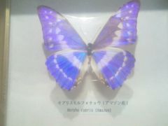 -上海大自然野生昆虫馆