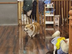 大堂-豆柴町-柴犬主题狗咖(红鼎国际C座店)