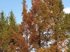 -白鹭湾湿地公园