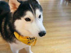 -Husky Go! 哈士奇体验馆·宠物咖啡厅狗咖