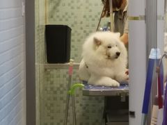 -PETKIT小佩宠物(古北店)