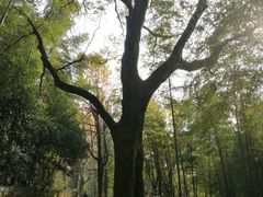 -西湖风景区十里琅珰-五云山