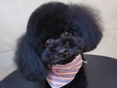 -喵汪宠物生活馆(涞坊路店)