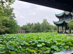 -桂湖森林公园