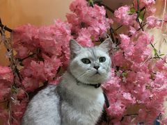 -李小姐の猫咖啡馆(五角场店)